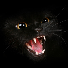 Black Cat Snarling